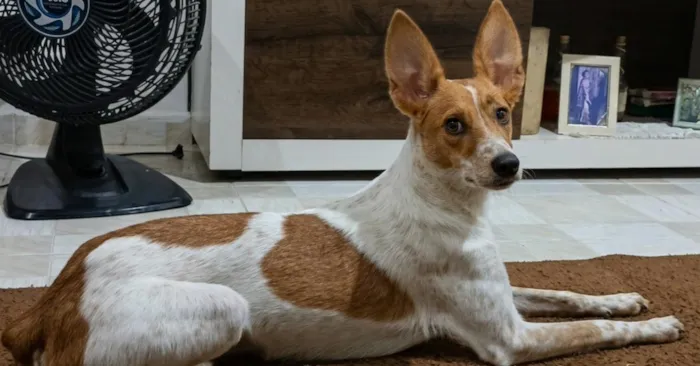 Cachorro raça SRD-ViraLata idade 1 ano nome Apollo