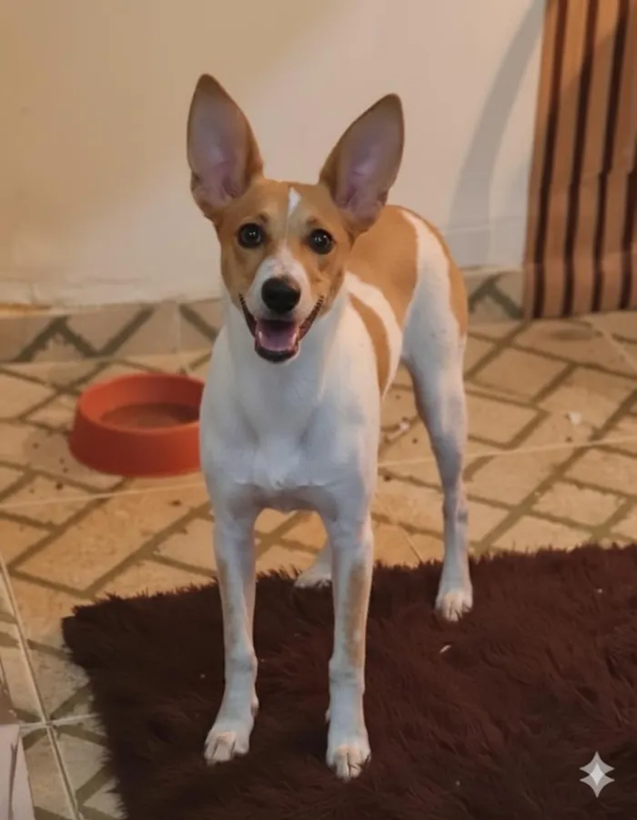 Cachorro raça SRD-ViraLata idade 1 ano nome Apollo