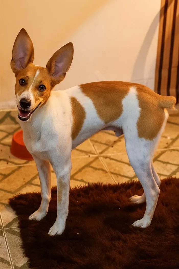 Cachorro raça SRD-ViraLata idade 1 ano nome Apollo