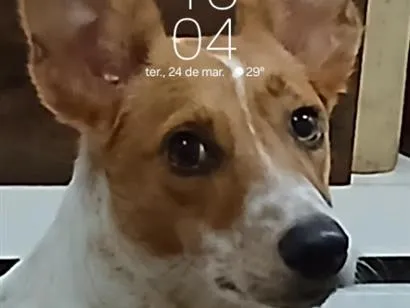 Cachorro raça SRD-ViraLata idade 1 ano nome Apollo