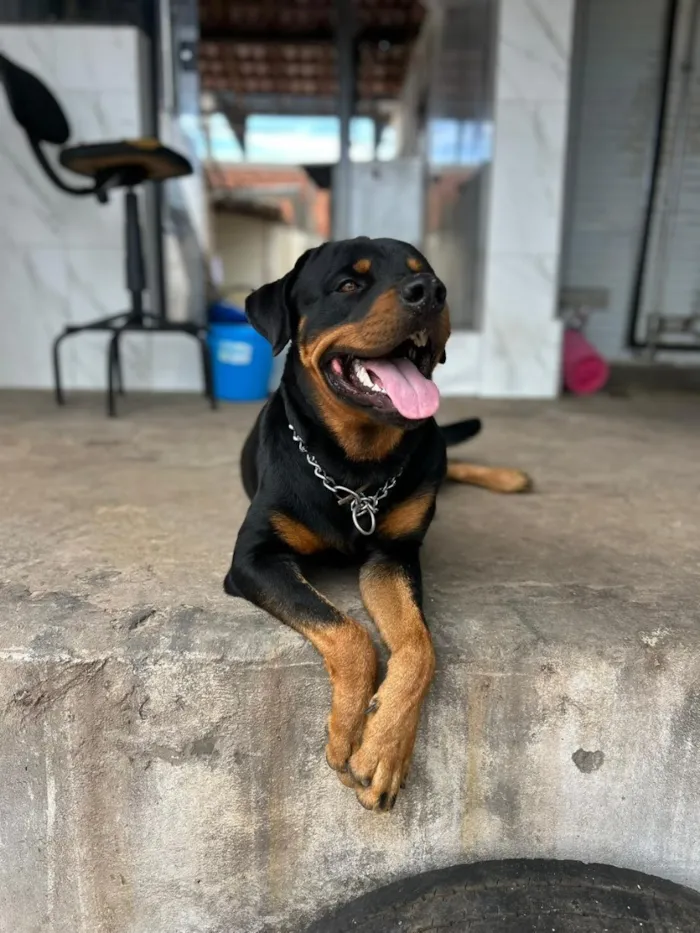 Cachorro raça Rottweiler idade 1 ano nome Hulk