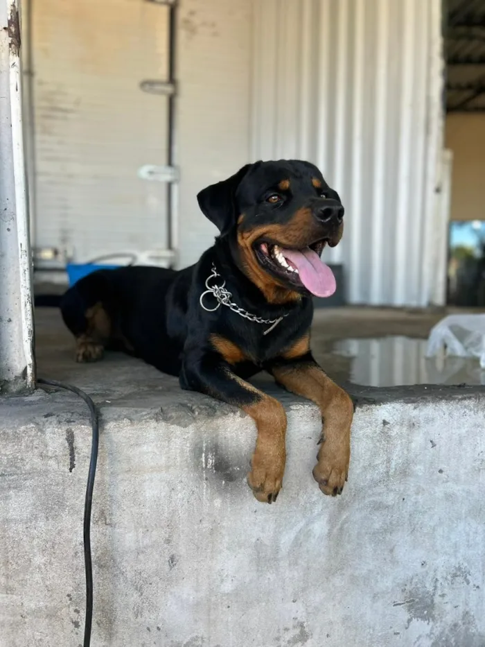 Cachorro raça Rottweiler idade 1 ano nome Hulk