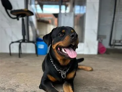 Cachorro raça Rottweiler idade 1 ano nome Hulk