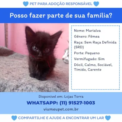 Gato raça SRD-ViraLata idade 2 a 6 meses nome Marialva