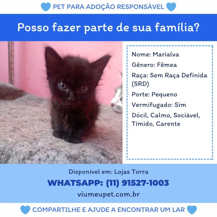 Gato raça SRD-ViraLata idade 2 a 6 meses nome Marialva