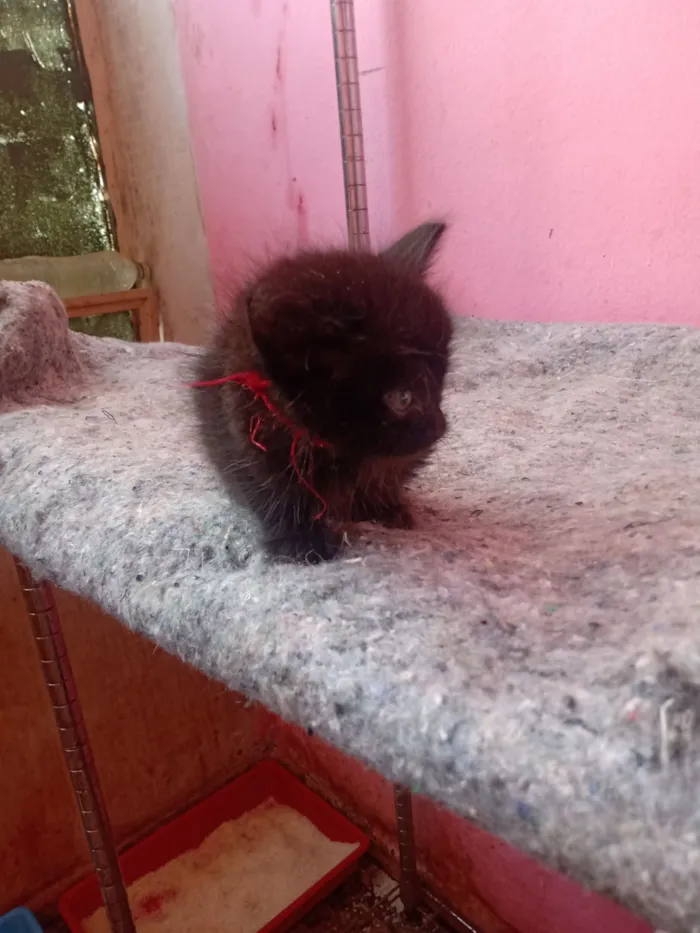 Gato raça SRD-ViraLata idade 2 a 6 meses nome Marialva