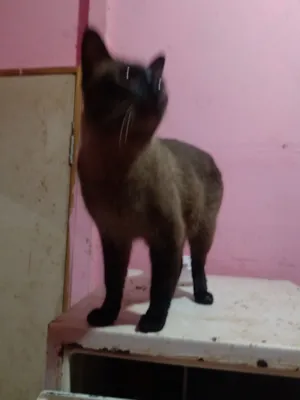 Gato raça Siamês idade 1 ano nome Vallentinne