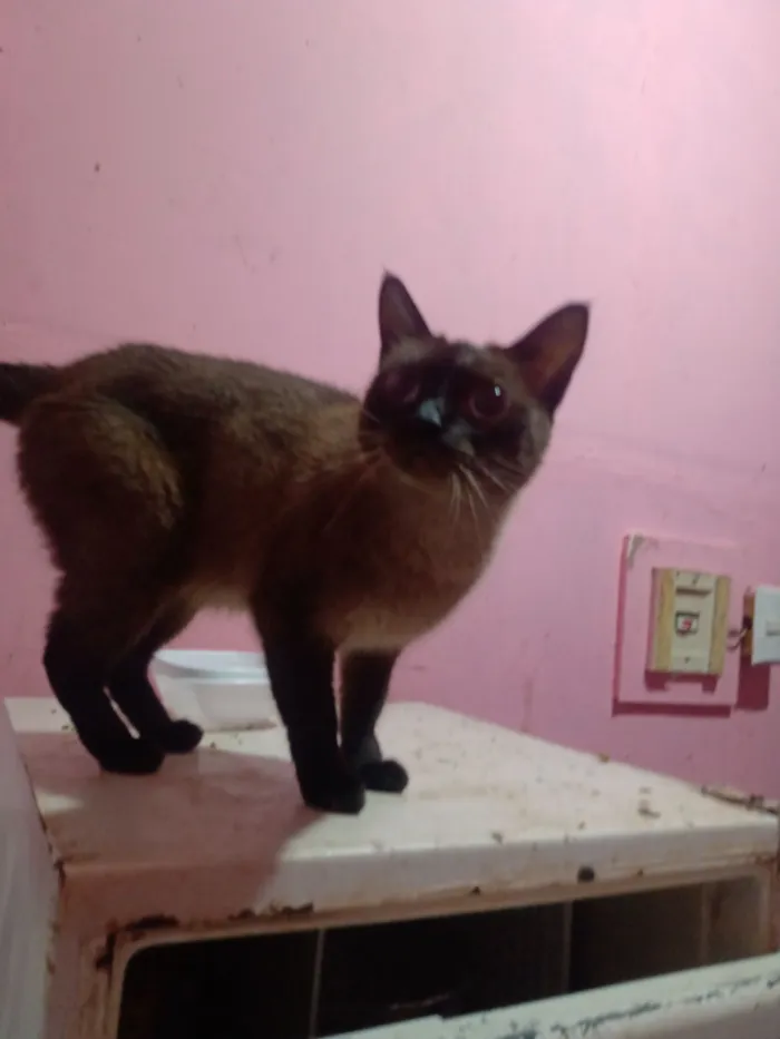 Gato raça Siamês idade 1 ano nome Vallentinne