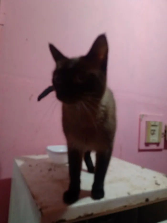 Gato raça Siamês idade 1 ano nome Vallentinne