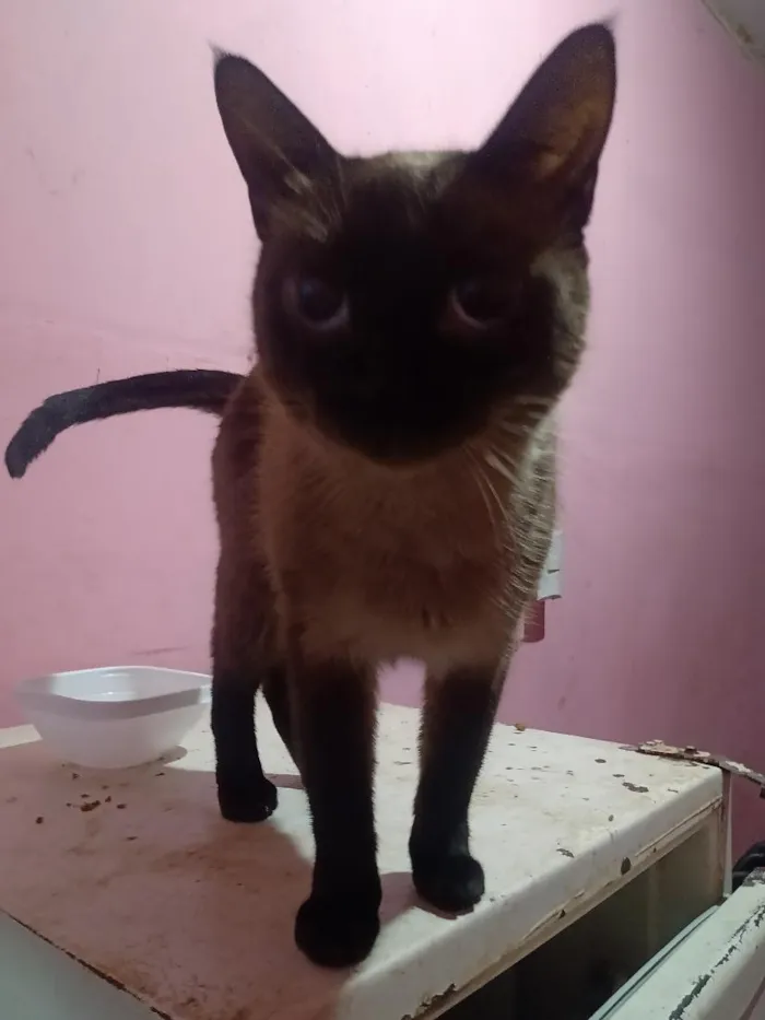 Gato raça Siamês idade 1 ano nome Vallentinné