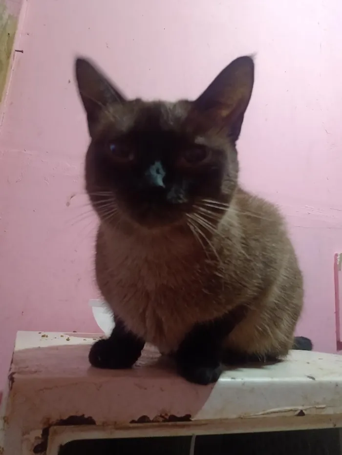 Gato raça Siamês idade 1 ano nome Vallentinné