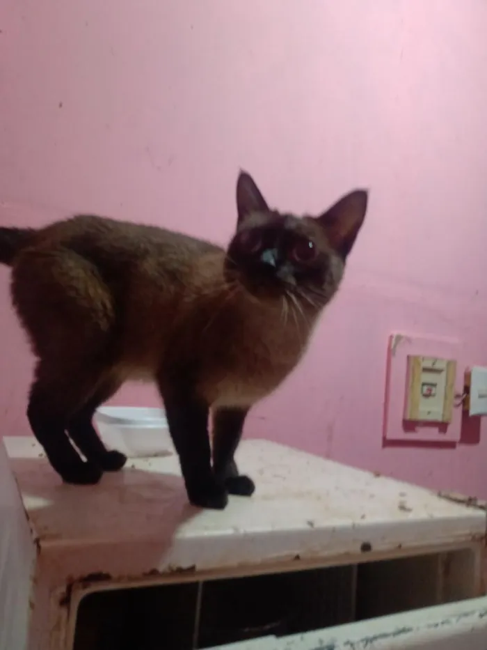 Gato raça Siamês idade 1 ano nome Vallentinné