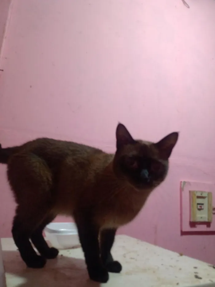 Gato raça Siamês idade 1 ano nome Vallentinné