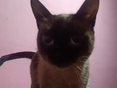 Gato raça Siamês idade 1 ano nome Vallentinné