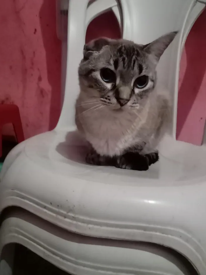 Gato raça SRD-ViraLata idade 2 anos nome Milena Júlia