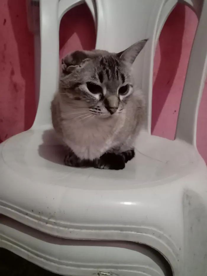 Gato raça SRD-ViraLata idade 2 anos nome Milena Júlia