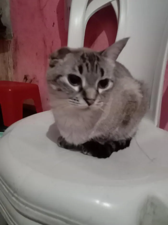 Gato raça SRD-ViraLata idade 2 anos nome Milena Júlia