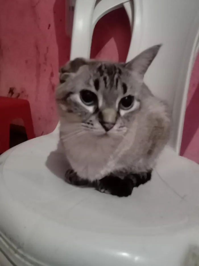 Gato raça SRD-ViraLata idade 2 anos nome Milena Júlia