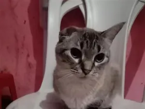 Gato raça SRD-ViraLata idade 2 anos nome Milena Júlia