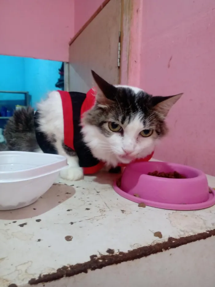 Gato raça Persa idade 1 ano nome Renata