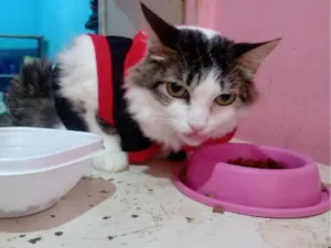 Gato raça Persa idade 1 ano nome Renata