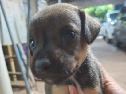 Cachorro raça SRD idade Abaixo de 2 meses nome Sem nome