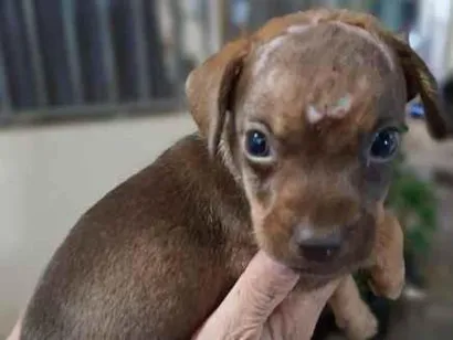 Cachorro raça SRD idade Abaixo de 2 meses nome Sem nome