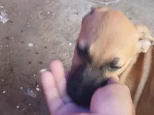Cachorro raça SRD-ViraLata idade 2 a 6 meses nome Saara