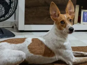 Cachorro raça SRD-ViraLata idade 1 ano nome Apollo