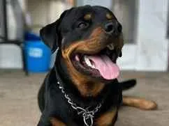 Cachorro raça Rottweiler idade 1 ano nome Hulk
