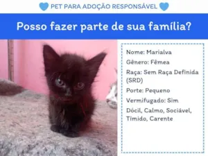 Gato raça SRD-ViraLata idade 2 a 6 meses nome Marialva