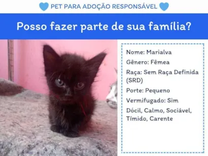 Gato raça SRD-ViraLata idade 2 a 6 meses nome Marialva