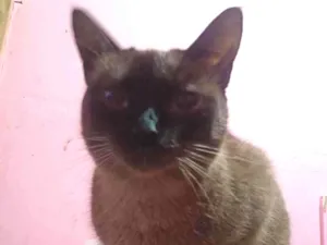 Gato raça Siamês idade 1 ano nome Vallentinné