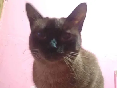 Gato raça Siamês idade 1 ano nome Vallentinné