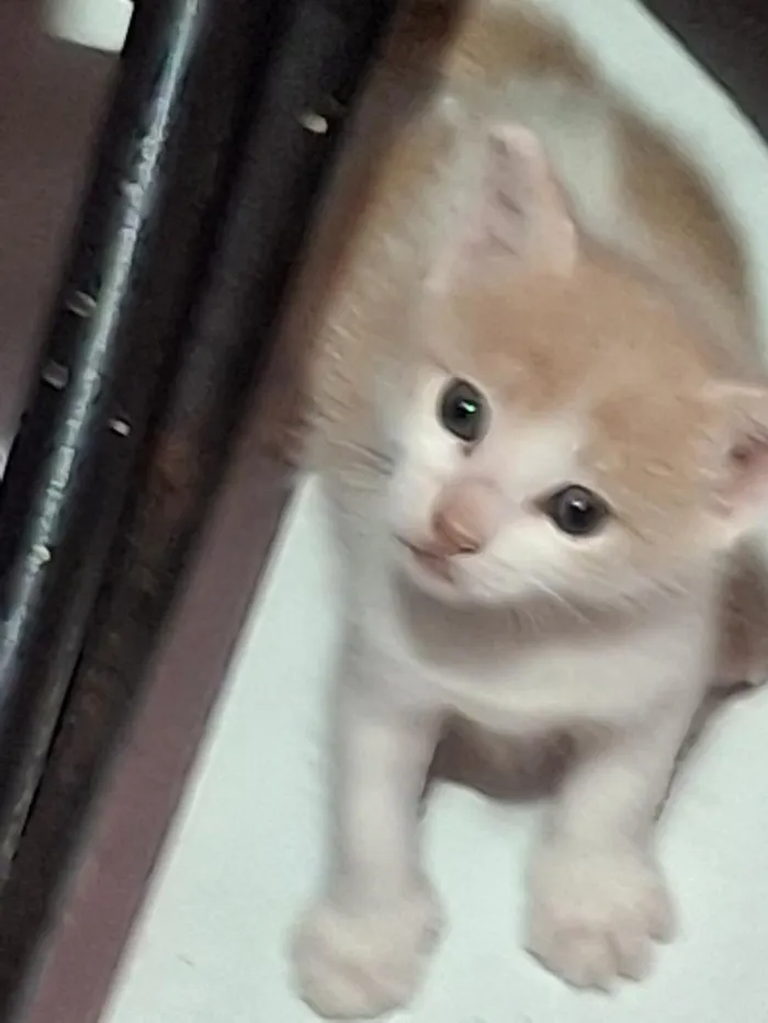 Gato raça SRD-ViraLata idade Abaixo de 2 meses nome branquinho e frajola