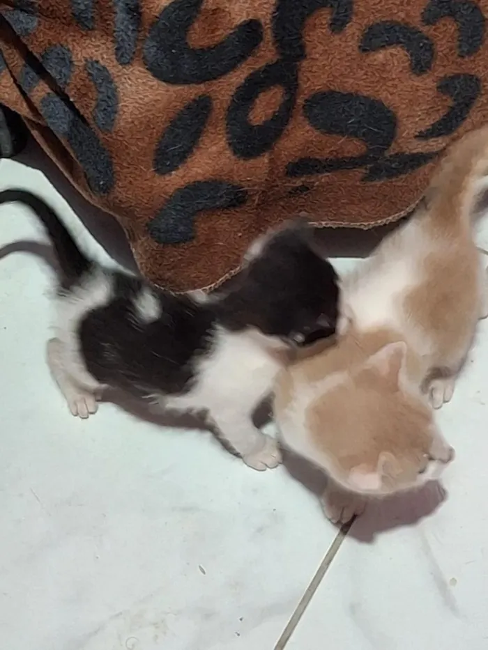 Gato raça SRD-ViraLata idade Abaixo de 2 meses nome branquinho e frajola