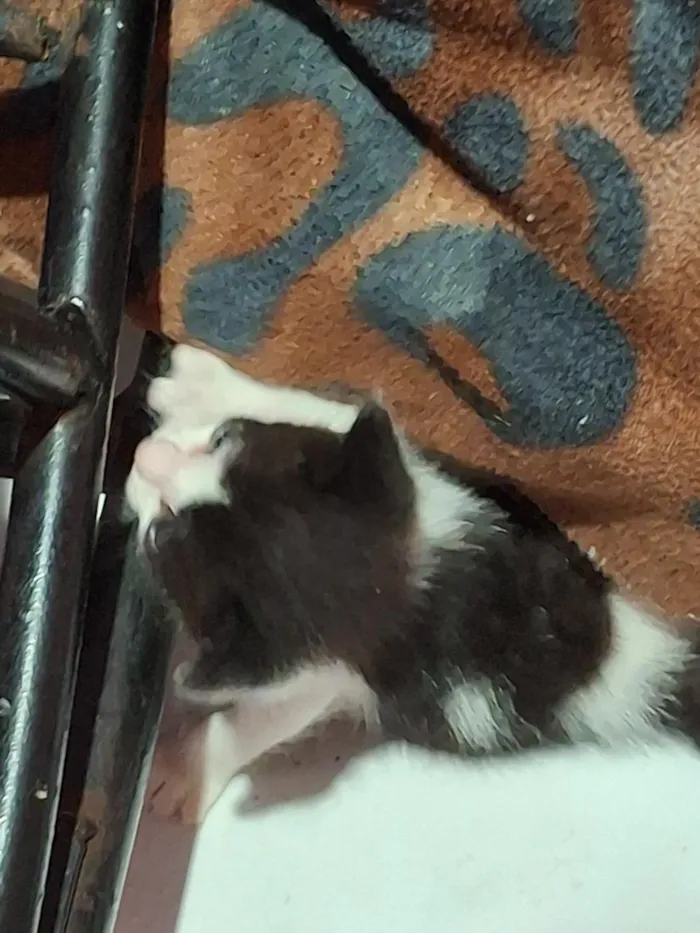 Gato raça SRD-ViraLata idade Abaixo de 2 meses nome branquinho e frajola