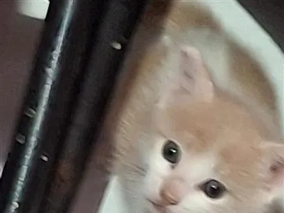 Gato raça SRD-ViraLata idade Abaixo de 2 meses nome branquinho e frajola