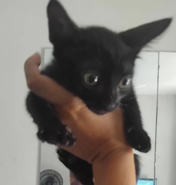 Gato raça SRD-ViraLata idade 2 a 6 meses nome Pretinho
