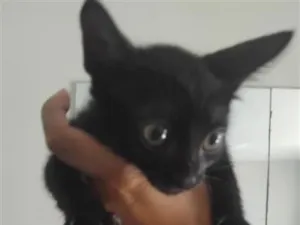 Gato raça SRD-ViraLata idade 2 a 6 meses nome Pretinho
