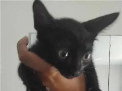 Gato raça SRD-ViraLata idade 2 a 6 meses nome Pretinho