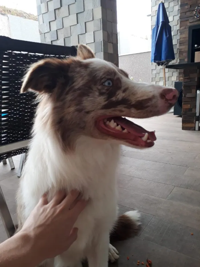 Cachorro raça SRD-ViraLata idade 1 ano nome Luke