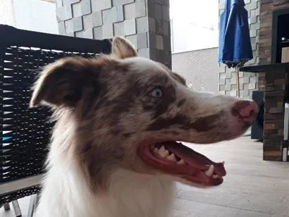 Cachorro raça SRD-ViraLata idade 1 ano nome Luke