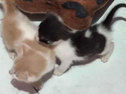 Gato raça SRD-ViraLata idade Abaixo de 2 meses nome branquinho e frajola