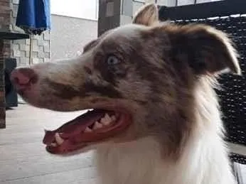 Cachorro raça SRD-ViraLata idade 1 ano nome Luke