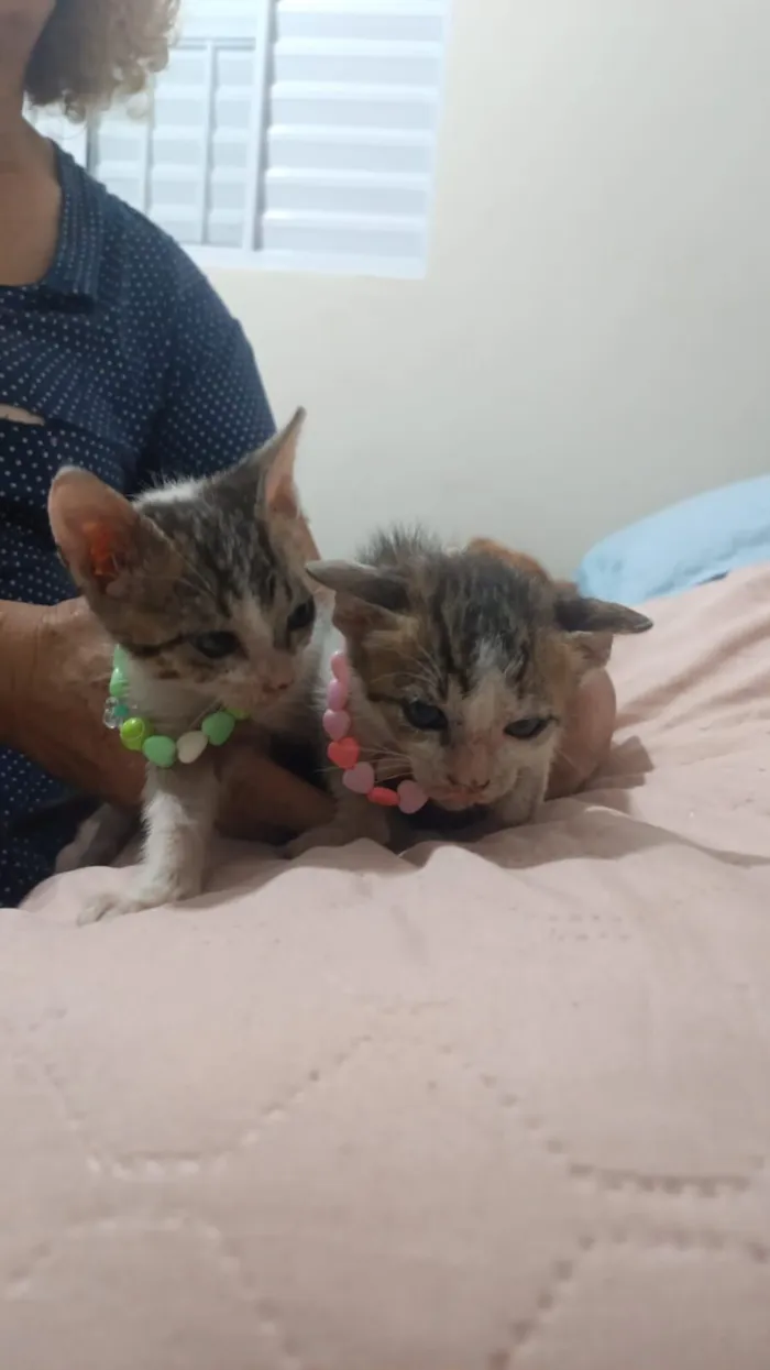 Gato raça SRD-ViraLata idade 2 a 6 meses nome Silvana Morete Lucas Lima