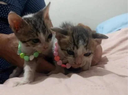 Gato raça SRD-ViraLata idade 2 a 6 meses nome Silvana Morete Lucas Lima