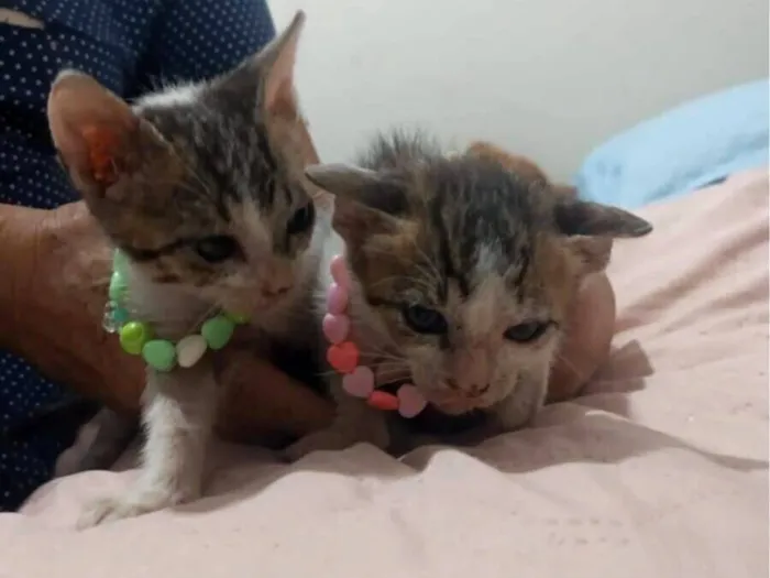 Gato raça SRD-ViraLata idade 2 a 6 meses nome Silvana Morete Lucas Lima