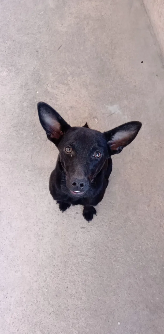 Cachorro raça SRD-ViraLata idade 2 a 6 meses nome Astrid