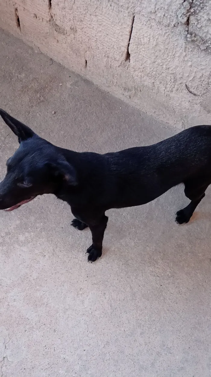 Cachorro raça SRD-ViraLata idade 2 a 6 meses nome Astrid